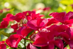 Hydrangea macr. 'Teller Red' - 10 Ltr pot