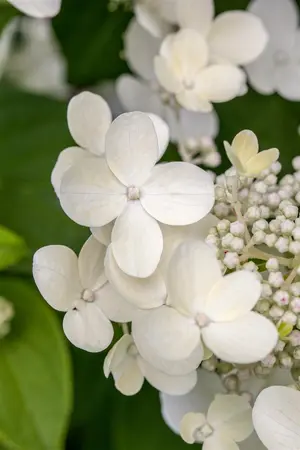 Hydrangea macr. 'Teller White' - 10 Ltr pot