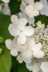 Hydrangea macr. white - 10 Ltr pot - image 1