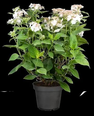 Hydrangea macr. white - 4 Ltr pot - image 2