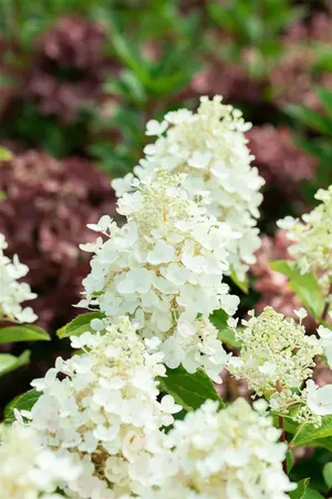 Hydrangea pan. 'Baby Lace'? - 40-50 CM C5 - image 4