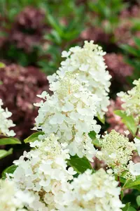 Hydrangea pan. 'Baby Lace'? - 40-50 CM C5 - image 4