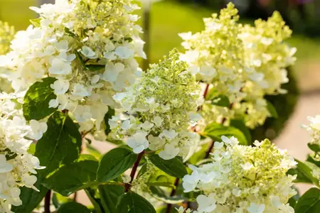 Hydrangea pan. 'Baby Lace'? - 30-40 CM C3 - image 2