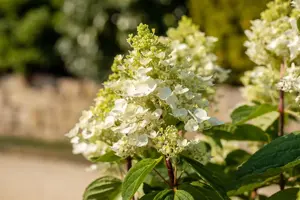 Hydrangea pan. 'Baby Lace'? - 40-60 CM C3 - image 3