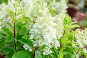 Hydrangea pan. 'Baby Lace'? - 40-60 CM C3 - image 5