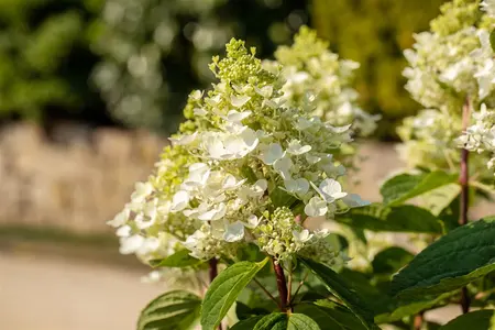 Hydrangea pan. 'Baby Lace'? - 40-50 CM C5 - image 3
