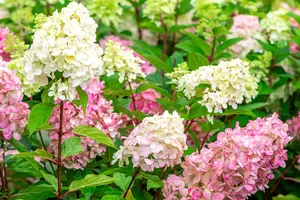 Hydrangea pan. 'Bloody Marie' - 40-50 CM C6.5 - image 1