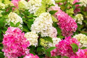Hydrangea pan. 'Bloody Marie' - 40-50 CM C6.5 - image 2