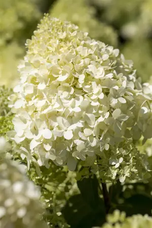 Hydrangea pan. 'Bobo'? - 30-40 CM C2 - image 2