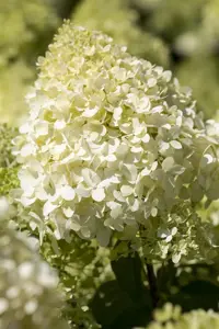 Hydrangea pan. 'Bobo'? - 30-40 CM C2 - image 2
