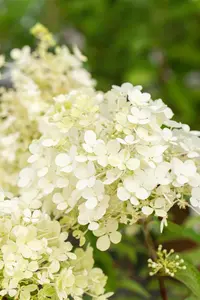 Hydrangea pan. 'Bobo'? - 60-80 CM C12 - image 4