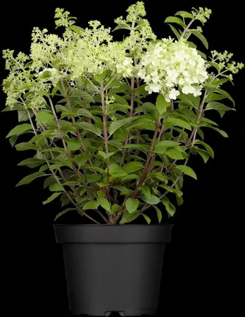 Hydrangea pan. 'Bobo'? - 10 Ltr pot - image 1