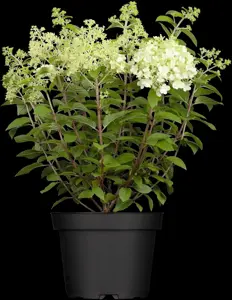 Hydrangea pan. 'Bobo'? - 10 Ltr pot - image 1
