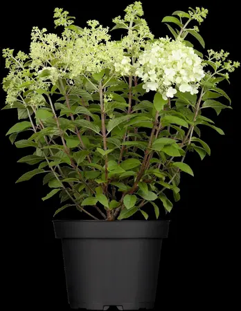 Hydrangea pan. 'Bobo'? - 7.5 Ltr pot - image 1