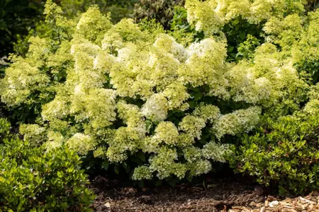 Hydrangea pan. 'Bobo'? - 30-40 CM C2 - image 3