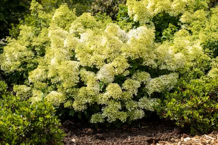 Hydrangea pan. 'Bobo'? - 60-80 CM C12 - image 1