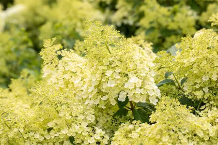 Hydrangea pan. 'Bobo'? - 60-80 CM C12 - image 2