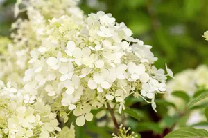Hydrangea pan. 'Bobo'? - 60-80 CM C12 - image 3