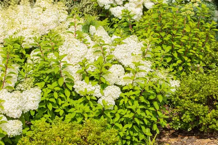 Hydrangea pan. 'Bobo'? - 60-80 CM C12 - image 5