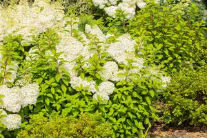 Hydrangea pan. 'Bobo'? - 60-80 CM C12 - image 5