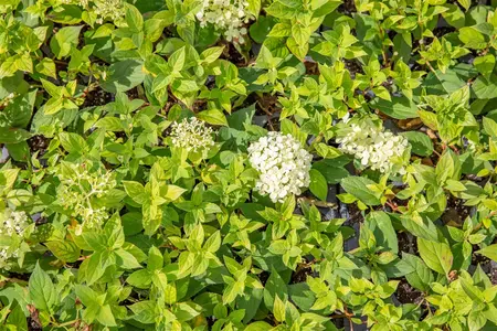 Hydrangea pan. 'Bombshell'? - 2 Ltr pot - image 2