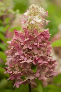 Hydrangea pan. 'Candlelight'?