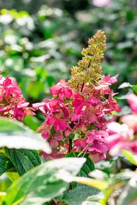 Hydrangea pan. 'Candlelight'? - 1/2 STDS C10 - image 3