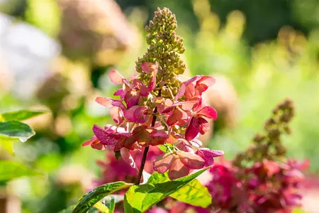 Hydrangea pan. 'Candlelight'? - 90 CM STEM C15 - image 2