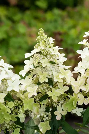Hydrangea pan. 'Confetti' - 50-60 CM C7.5 - image 5