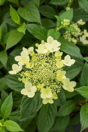 Hydrangea pan. 'Confetti' - 25-30 CM P9 - image 2