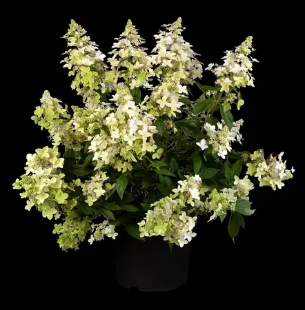 Hydrangea pan. 'Confetti' - 25-30 CM P9 - image 4