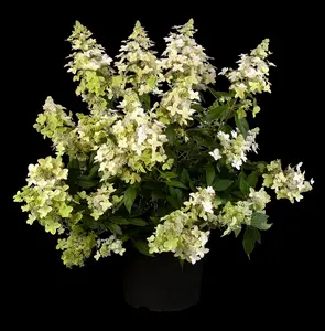 Hydrangea pan. 'Confetti' - 25-30 CM P9 - image 4