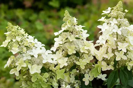 Hydrangea pan. 'Confetti' - P9 - image 5
