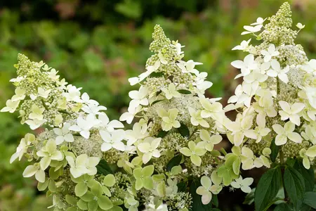 Hydrangea pan. 'Confetti' - 25-30 CM P9 - image 5