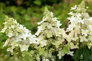 Hydrangea pan. 'Confetti' - 50-60 CM C7.5 - image 4