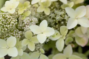 Hydrangea pan. 'Confetti' - 15-20 CM C2 - image 5