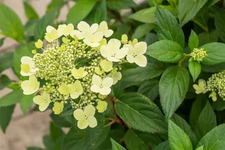 Hydrangea pan. 'Confetti' - 25-30 CM P9 - image 3
