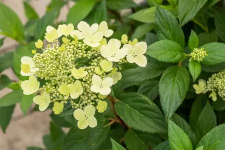 Hydrangea pan. 'Confetti' - 50-60 CM C7.5 - image 3