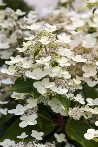 Hydrangea pan. 'Dharuma'