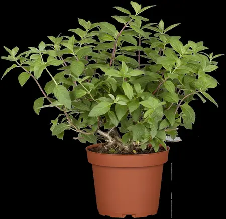Hydrangea pan. 'Diamantino'? - 15-20 CM P9