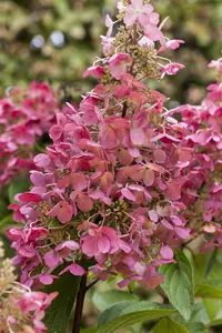 Hydrangea pan. 'Diamond Rouge'? - C3.5 - image 2
