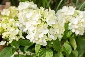 Hydrangea pan. 'Diamond Rouge'? - 3 Ltr pot - image 2