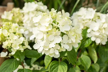 Hydrangea pan. 'Diamond Rouge'? - 25-30 CM C3 - image 2