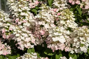 Hydrangea pan. 'Early Harry' - 1/2 STDS C15