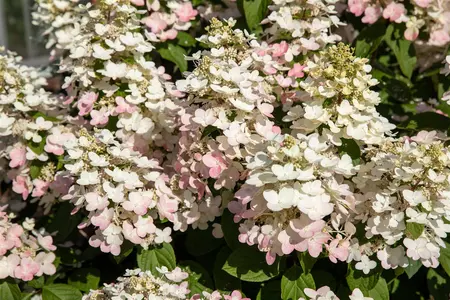 Hydrangea pan. 'Early Harry' - 90 CM STEM C15