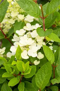 Hydrangea pan. 'Early Sensation' - 40-50 CM C2 - image 4