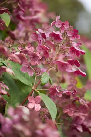 Hydrangea pan. 'Early Sensation' - 30-40 CM C3 - image 1