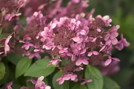 Hydrangea pan. 'Early Sensation' - 40-50 CM C2 - image 2