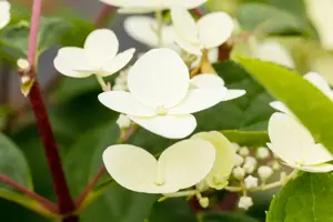 Hydrangea pan. 'Early Sensation' - 40-50 CM C2 - image 5