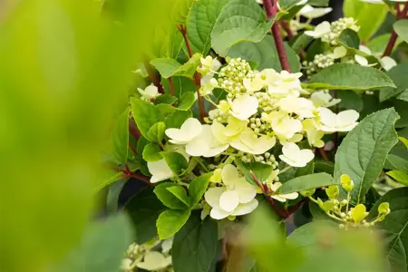 Hydrangea pan. 'Early Sensation' - 30-40 CM C3 - image 3